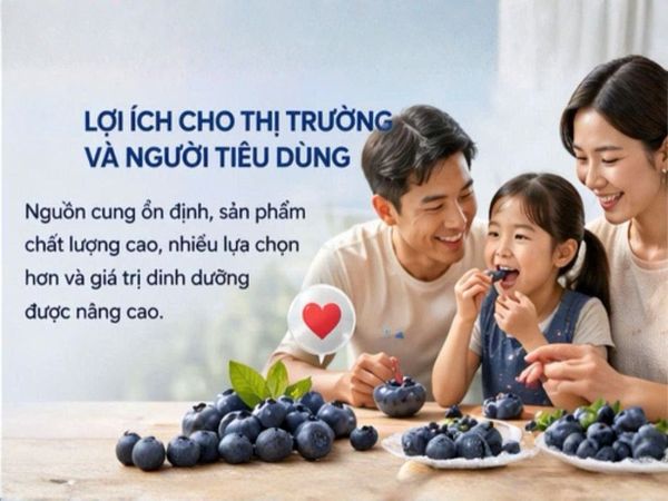 thói quen dùng việt quất