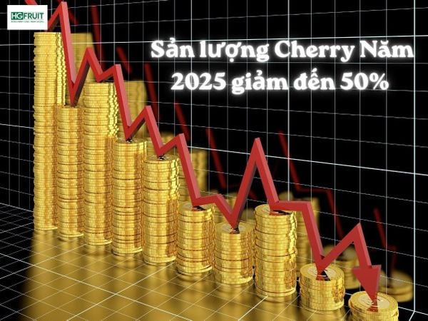 sản lượng cherry năm 2025 giảm đến 50%