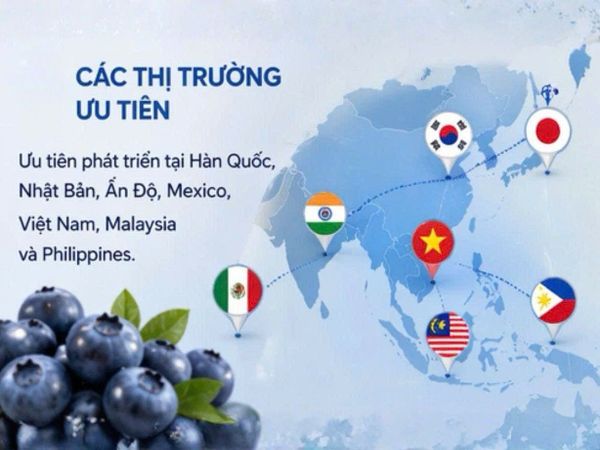 Việt Nam không chỉ là một thị trường nhập khẩu đơn thuần, mà đang nằm trong nhóm điểm đến được ngành việt quất Mỹ ưu tiên đầu tư phát triển nhu cầu
