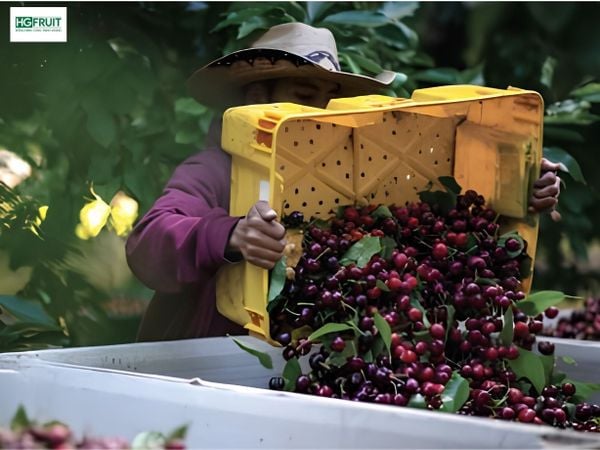 thu hoạch cherry mỹ mùa 2026