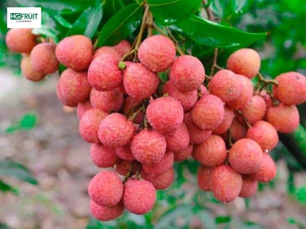 vải thiều việt nam xuất khẩu hàn quốc