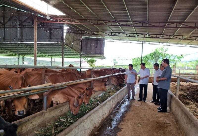 CH4 sinh ra từ quá trình tiêu hóa thức ăn của động vật