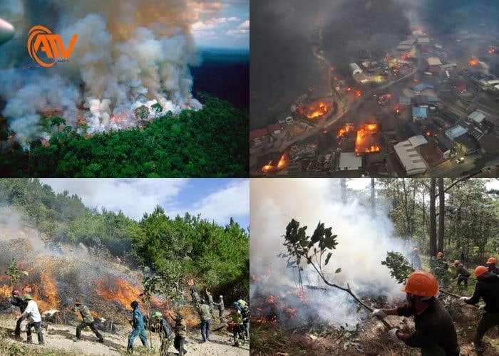 Hậu quả từ cháy rừng gây ảnh hưởng