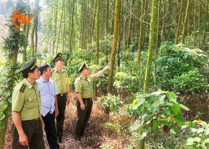 Biện pháp phát hiện sớm phòng ngừa cháy rừng