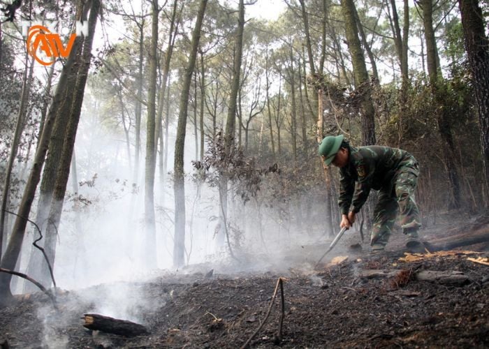 Biện pháp chữa cháy - ứng phó cháy rừng