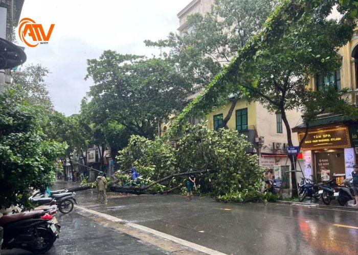 Cây đổ gây nguy hiểm khi trời mưa