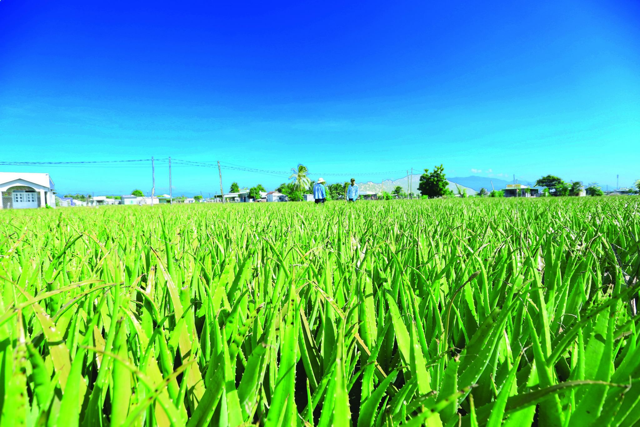 Cách chế biến nha đam để dùng dần không bị đổ nhớt là vấn đề được nhiều người quan tâm tìm hiểu.