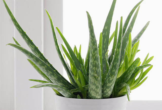 Nha đam được biết tới là loài thực vật có khả năng giải độc gan