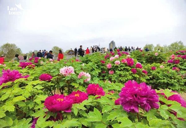 Con đường tơ lụa