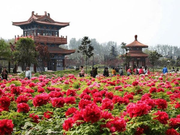 Con đường tơ lụa