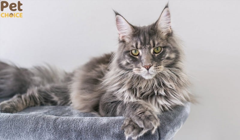 giá bán mèo Maine Coon