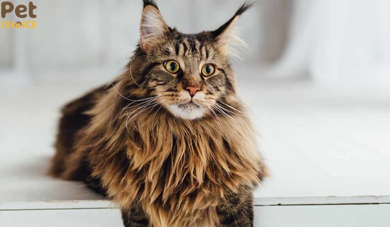 giá bán mèo Maine Coon