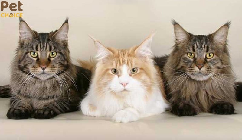 giá bán mèo Maine Coon