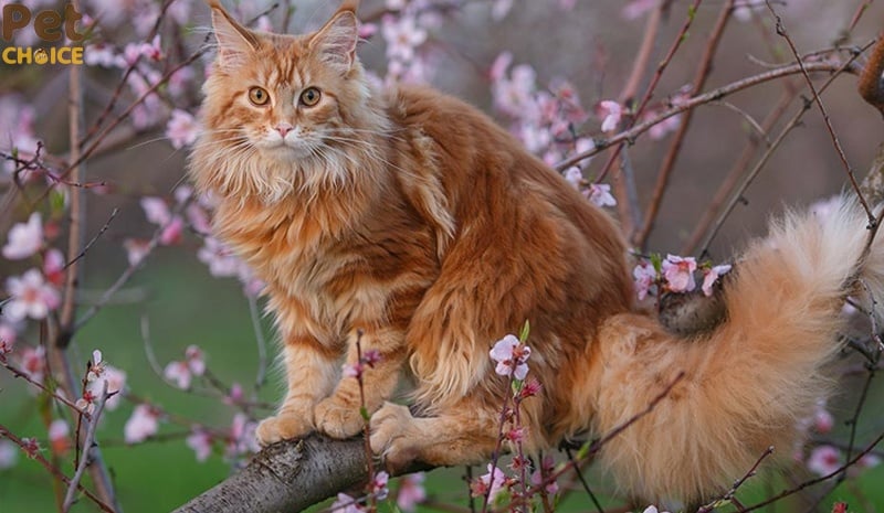 giá bán mèo Maine Coon