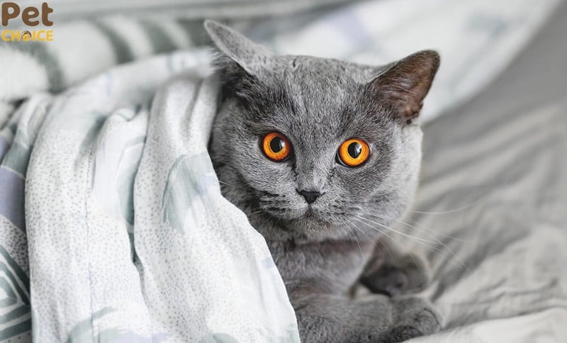 Vệ sinh và chăm sóc cơ thể