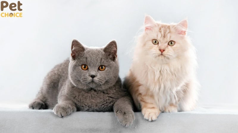 Vệ sinh và chăm sóc cơ thể