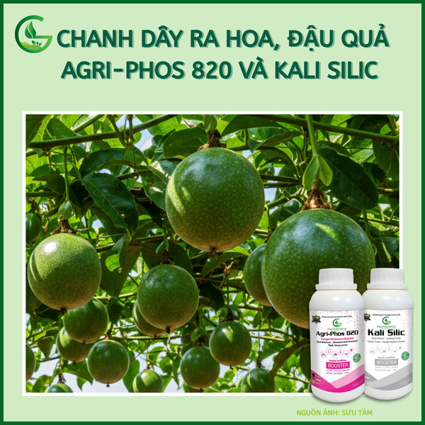 Phun Agri-Phos 820 và GEGA Kali Silic cho chanh dây ra hoa, đậu quả
