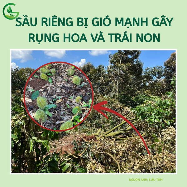 Sầu riêng bị gió mạnh gây rụng hoa và trái non