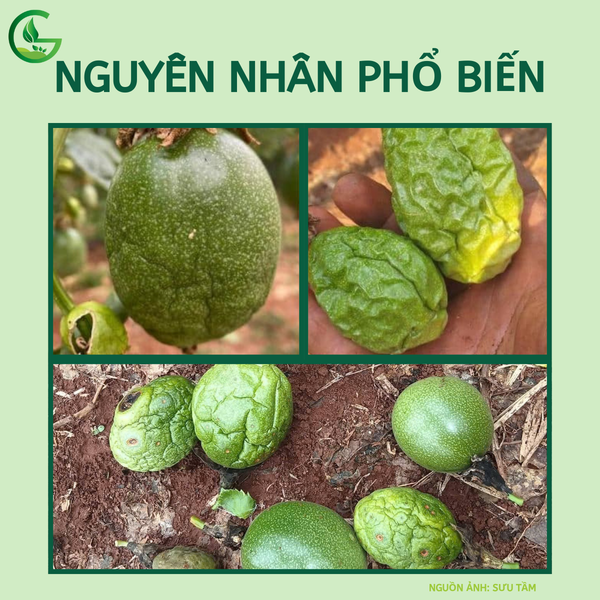 chanh day bi héo trái do mất nước và nấm bệnh