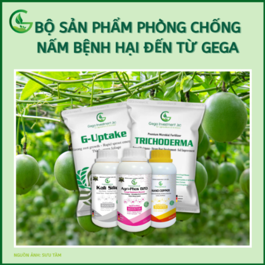 Bộ sản phẩm GEGA hỗ trợ phòng chống nấm bệnh trên chanh dây