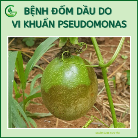 bệnh đốm dầu do  vi khuẩn Pseudomonas