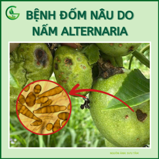 bệnh đốm nâu do nấm Alternaria