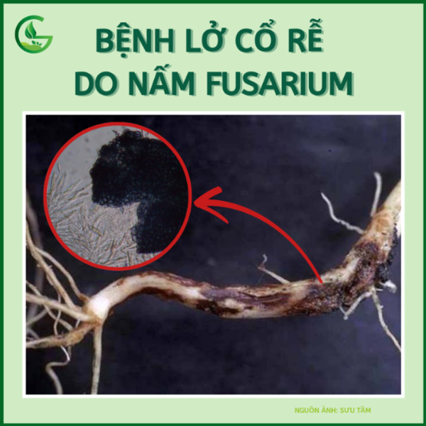 bệnh lở cổ rễ  do nấm Fusarium