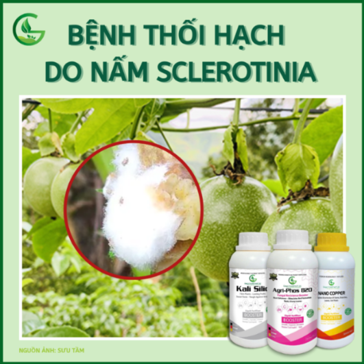 bệnh thối hạch  do nấm Sclerotinia