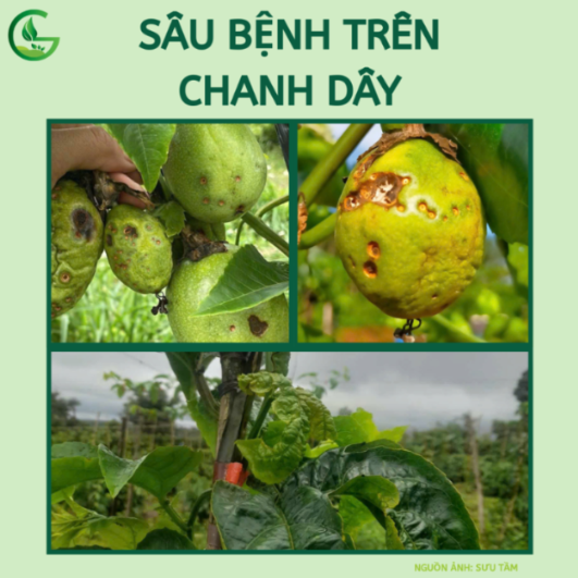 sâu bệnh trên chanh dây