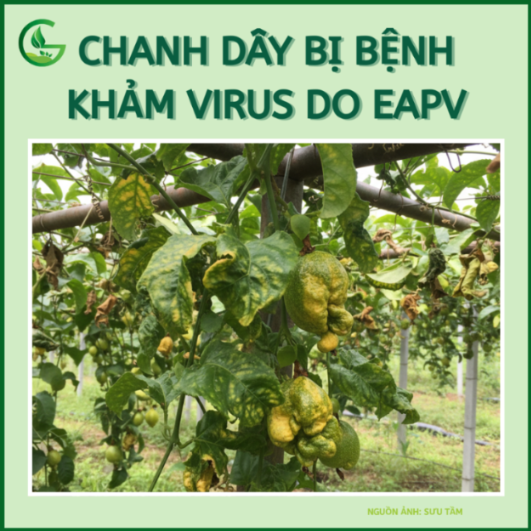 Chanh dây bị bệnh khảm virus do EAPV