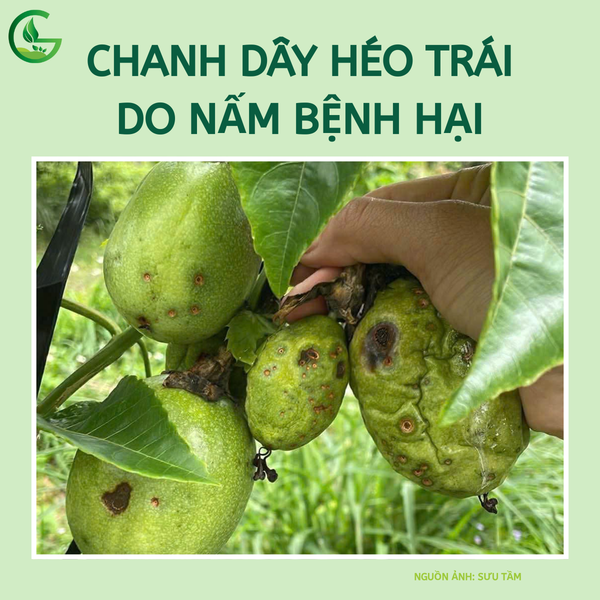 Chanh dây héo trái do nấm bệnh hại