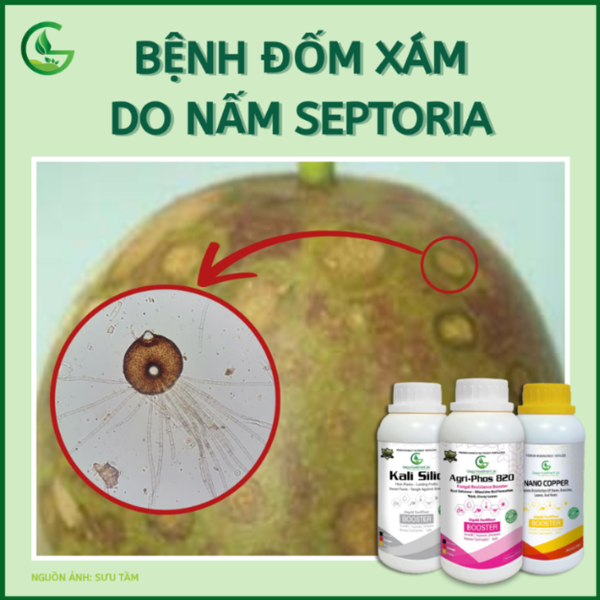 Chanh dây bị bệnh đốm xám do nấm Septoria