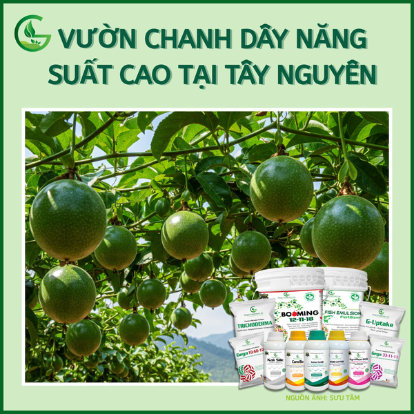 Vườn chanh dây năng suất cao tại Tây Nguyên