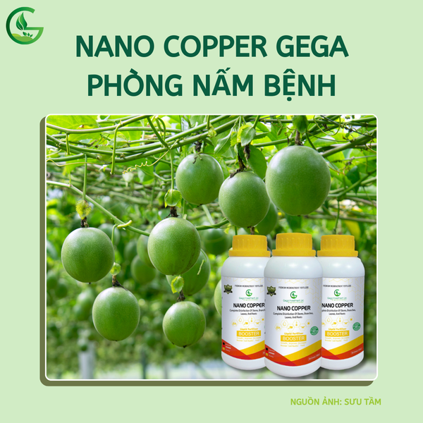 Phun Nano Copper GEGA phòng nấm bệnh cho chanh dây mùa mưa