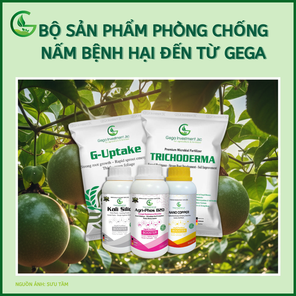 BỘ SẢN PHẨM PHÒNG CHỐNG NẤM BỆNH HẠI ĐẾN TỪ GEGA