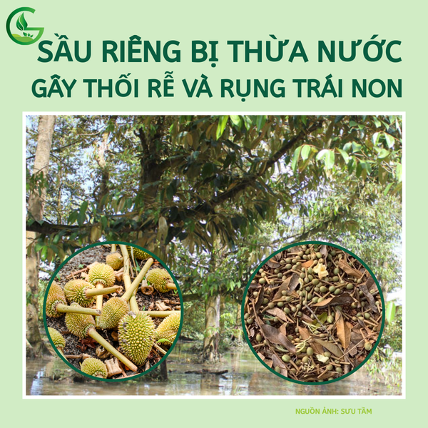 Sầu riêng bị thừa nước gây thối rễ và rụng trái non