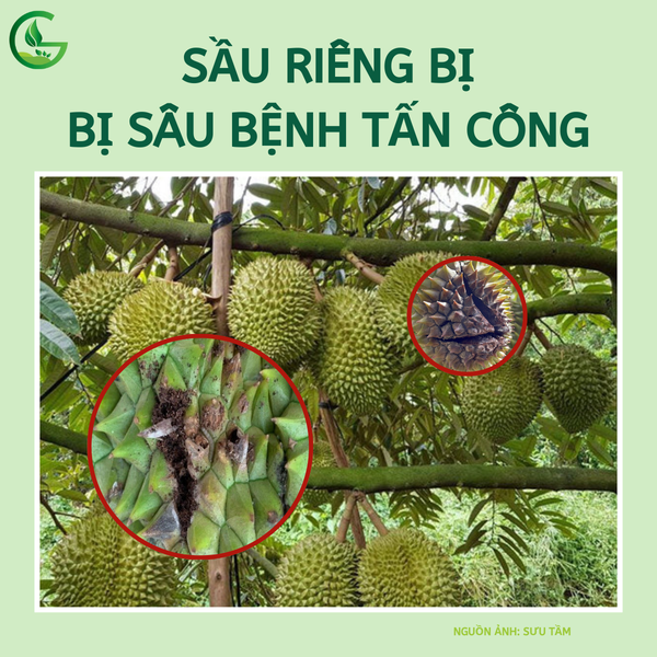 Sầu riêng bị sâu bệnh tấn công