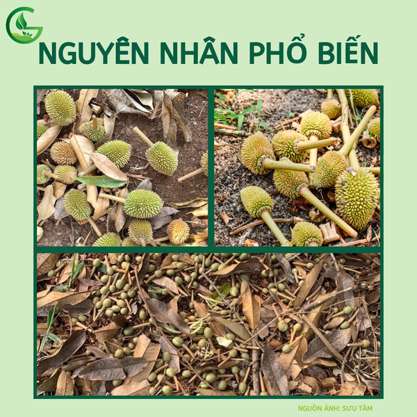 Sầu riêng rụng hoa trái non do thiếu nước và dinh dưỡng