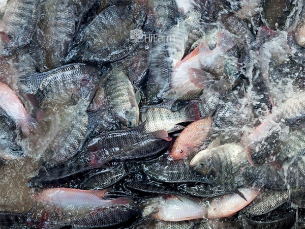 Mỹ rót vốn mạnh đầu tư vào cá rô phi Việt Nam với 15,2 triệu USD