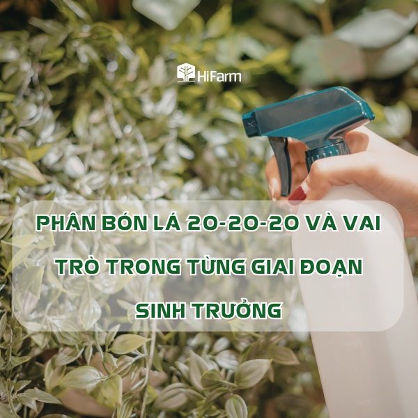 Phân bón lá 20-20-20 phù hợp giai đoạn sinh trưởng nào?