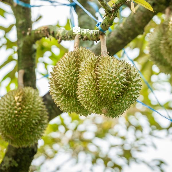 Nhận biết sầu riêng chín tới dựa vào đui trái