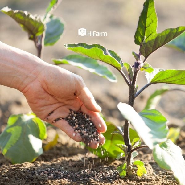 Các điểm cần lưu ý khi bón thúc cho cây trồng