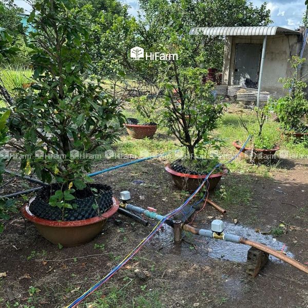 Việc lựa chọn hệ thống tưới cần cân nhắc đến khả năng đầu tư thực tế