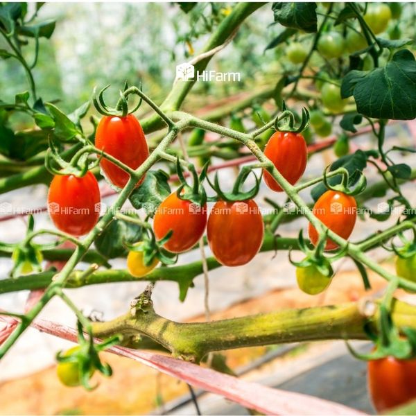 Kỹ thuật trồng và chăm sóc cây cà chua cherry cho năng suất cao