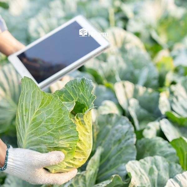 Dự báo chính xác và quản lý rủi ro hiệu quả