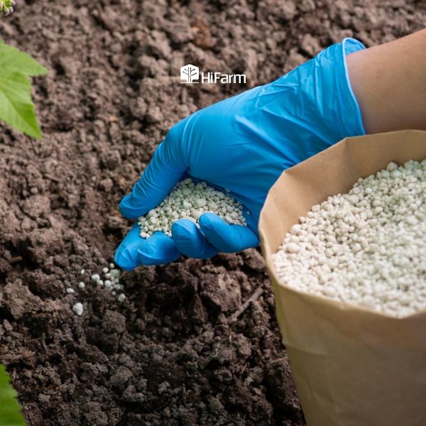 Lựa chọn thời điểm bón phân lót hiệu quả