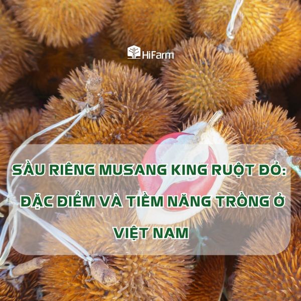 Tìm hiểu sầu riêng Musang King ruột đỏ cùng tiềm năng trồng tại Việt Nam
