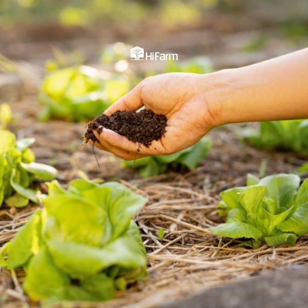 Phân vi sinh mang lại lợi ích gì và có nhược điểm gì cho cây trồng?