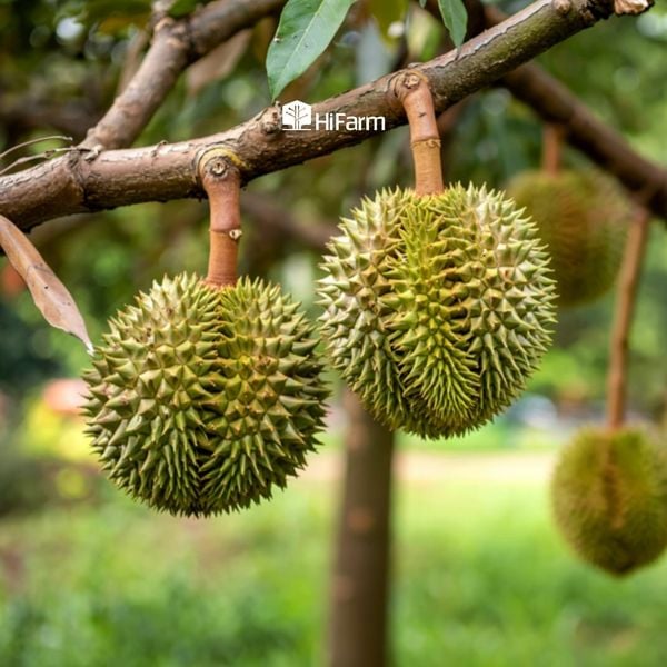 Một số lưu ý khi phục hồi sầu riêng sau thu hoạch