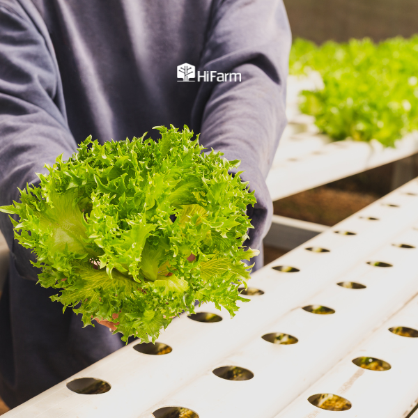 Thực trạng phát triển nông nghiệp xanh hiện nay